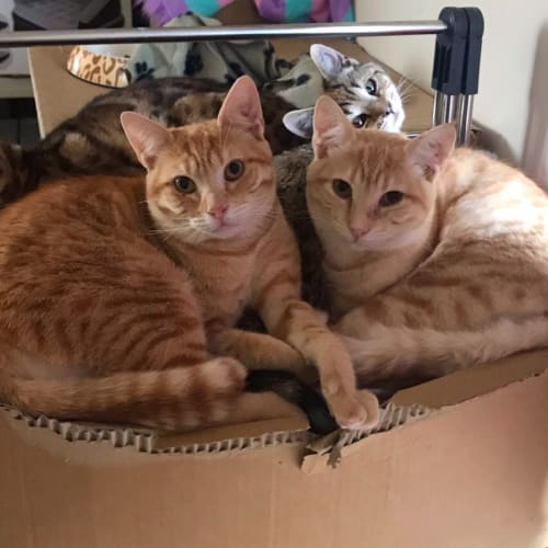 Jambalam And Pambalam