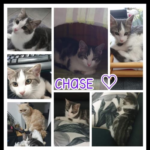 Chase
