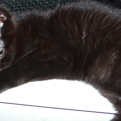 Black Jack ** 2nd Chance Cat Rescue**
