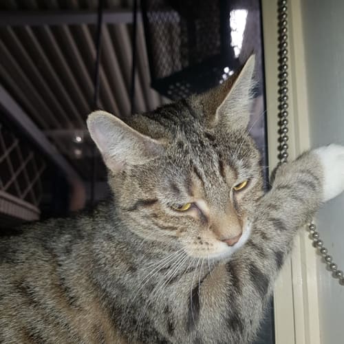 Shirley **2nd Chance Cat Rescue**