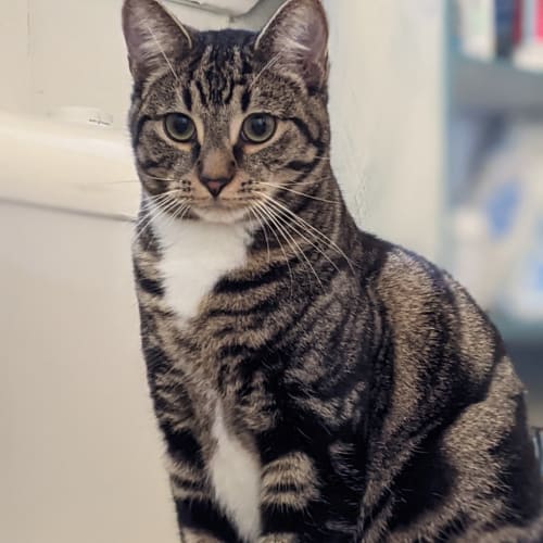 Tabby (bonded with Victory)