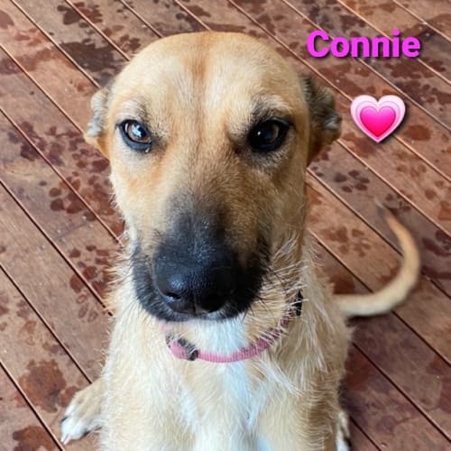 Connie