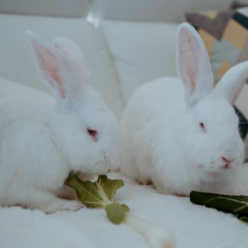 Snowflake & Marshmallow