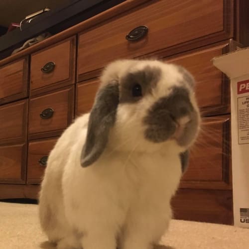 Thumper