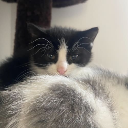 Atticus 