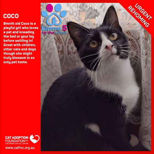 Coco