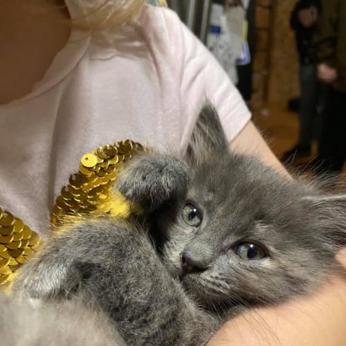 Celia