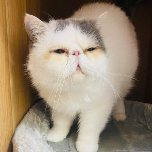 Miss Marble - Located in Eltham