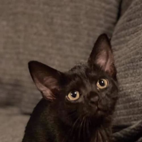 Nova