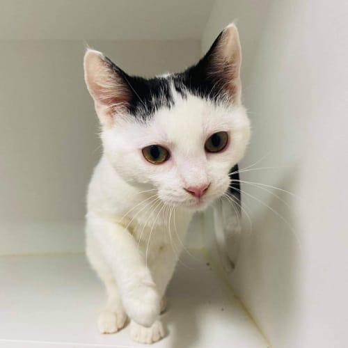 Morticia - meet me in Preston 