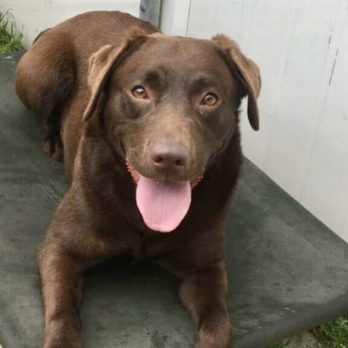 Milo 