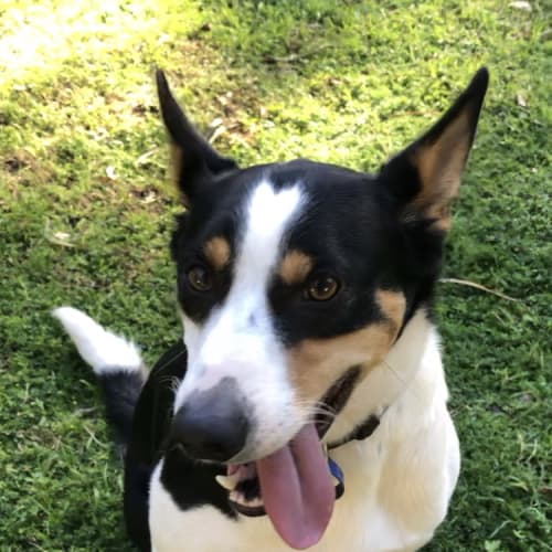 Cooper ~ Kelpie x ~ On Trial 27/7/21