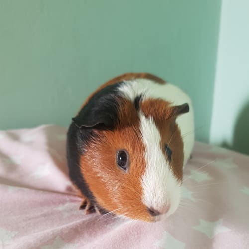 Stella