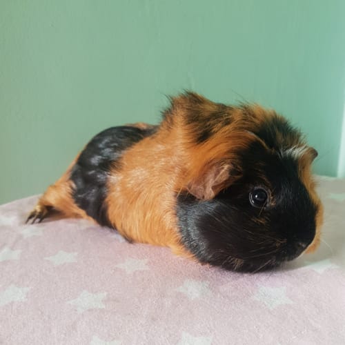 Rosie