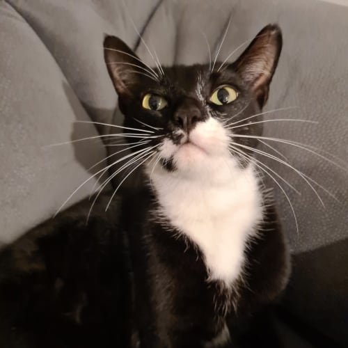 Rufus