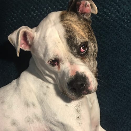 Stanley ~ 4yr Old Boxer(On Trial 30/10/21)