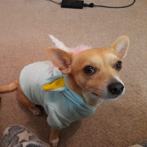 Charlie(2yr Chihuahua Cross)&Emma (29/08/21)