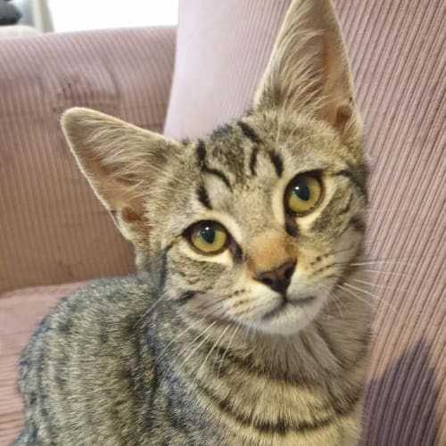 Flynn