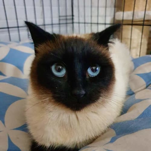 Saffie
