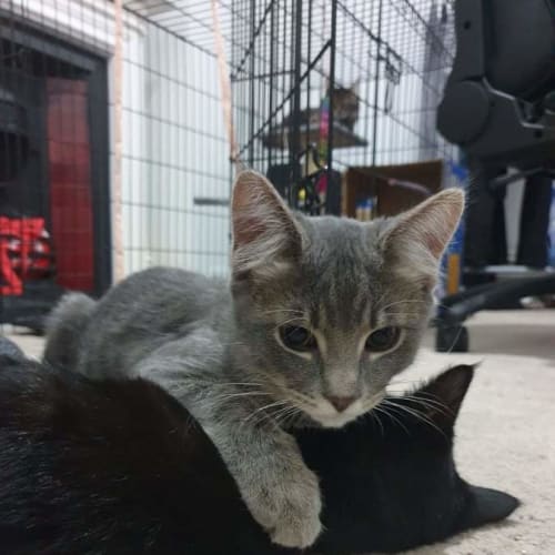 Bagheera and Bertie ❤❤