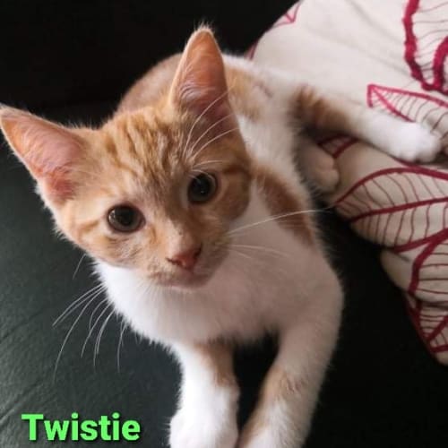 Twistie