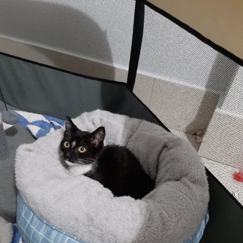 Tux