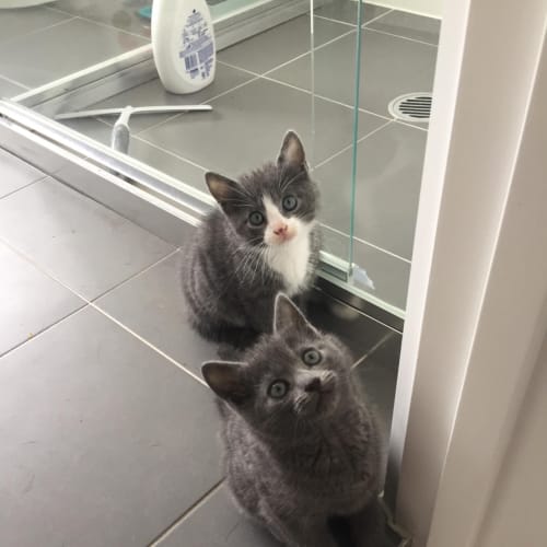 Mango & Coconut (on trial 10/07/2021)