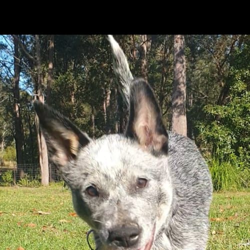 Iris ~ 4mo Cattle Dog Puppy(On Trial 14/7/21)