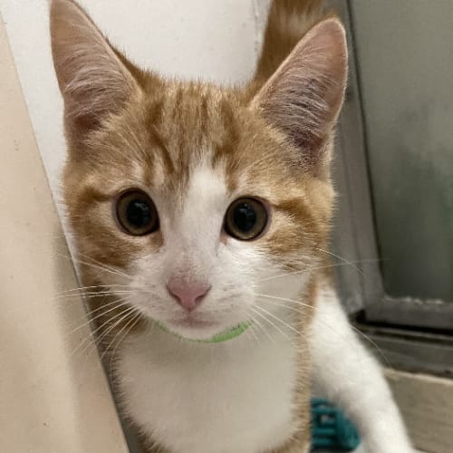 Zuko