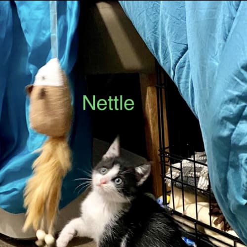 Nettle