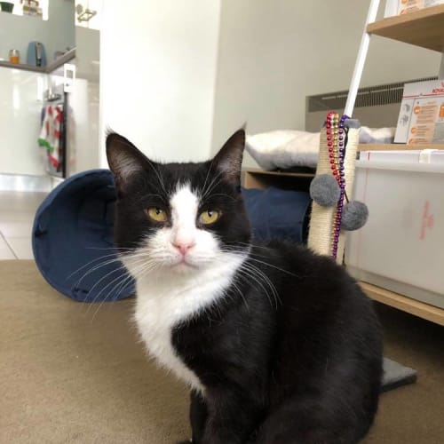 Simon - Located in Preston