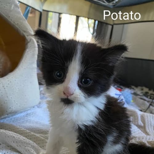 Potato
