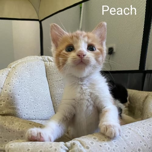 Peach