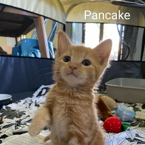 Pancake