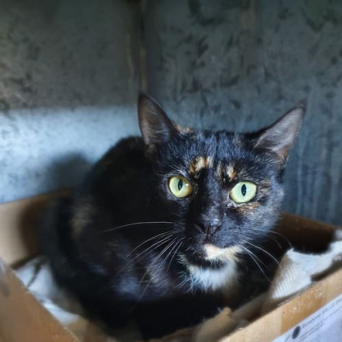 Luna