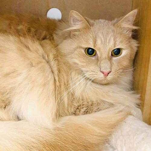 Dex - Located in Braybrook