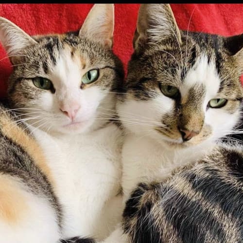 Jasper & Minnie - located in Preston 
