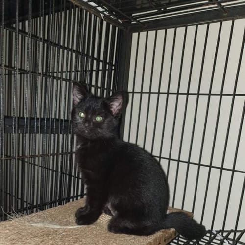 Salem