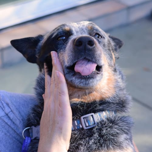 Chase ~ 4.5yr Old Aussie Cattle Dog