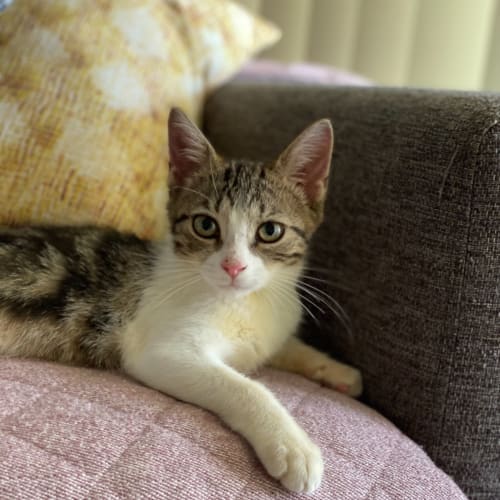Arya