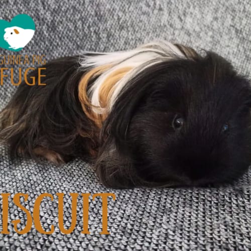 Biscuit