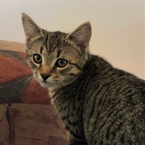 Milo