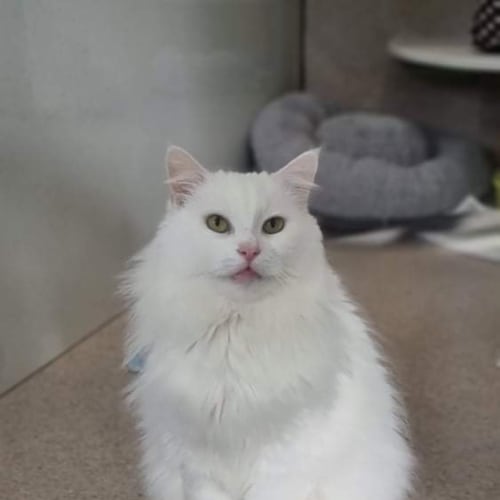 Duchess