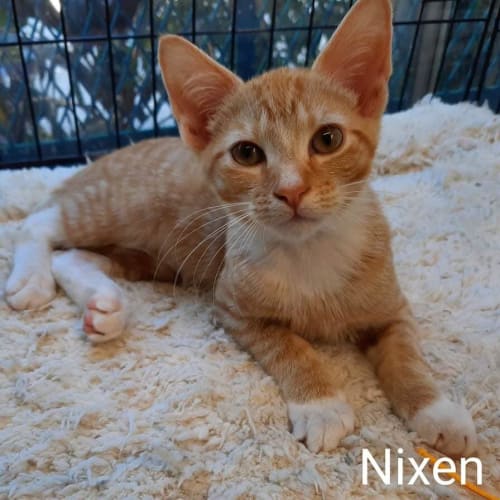 Nixen
