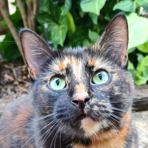 Eloise