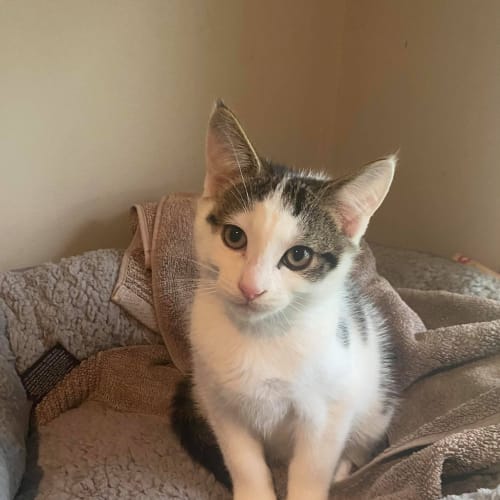 Zeke ** 2nd Chance Cat Rescue**