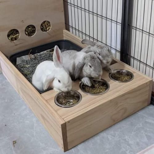 Robin, suzie, thumper 