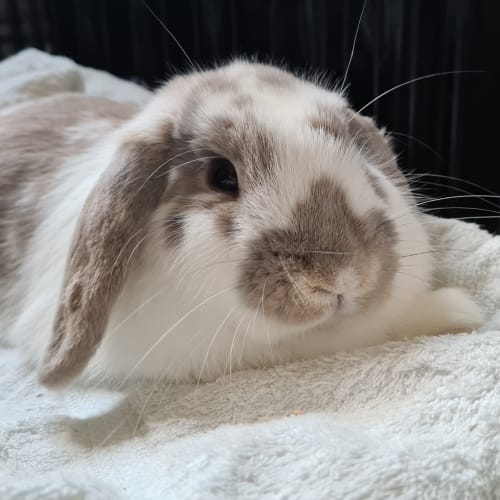 Louie Bunstrong