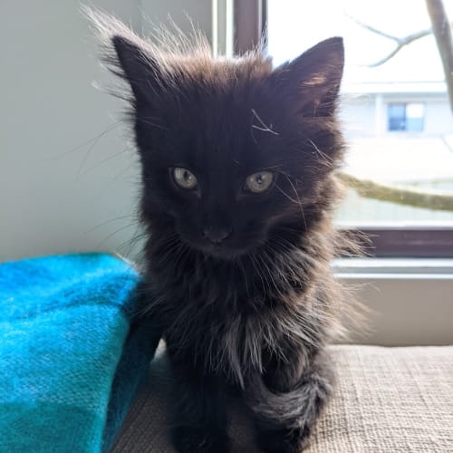 Jenga - 8 week old kitten (on trial 18/07/2021)