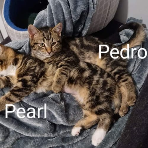 Peach